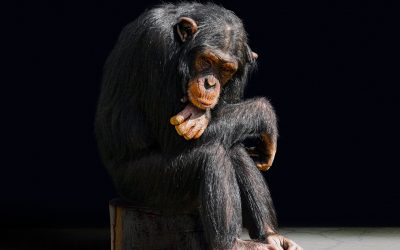Gebruik jij nog Mailchimp? Lees dan dit